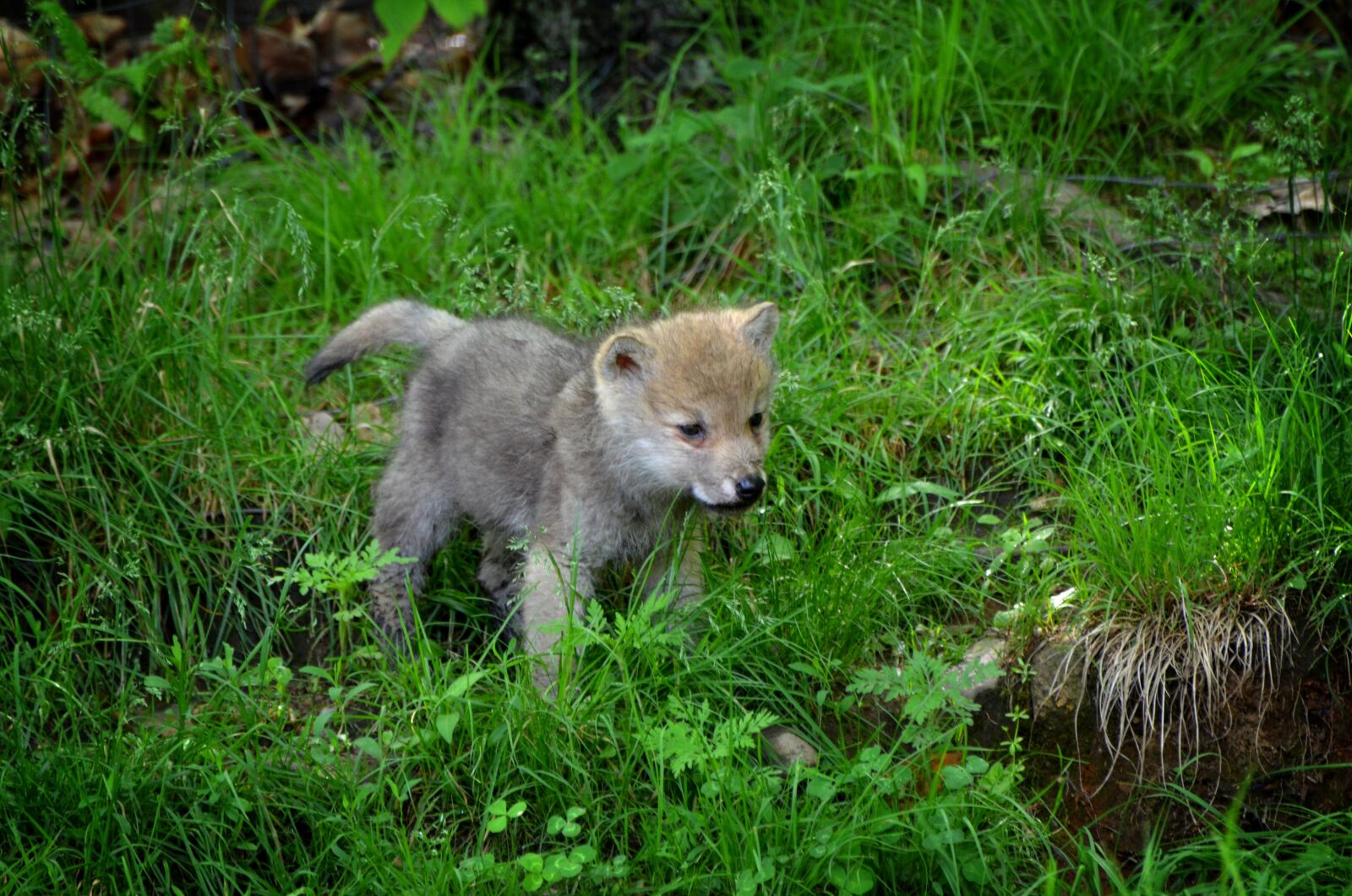 Nikon D7000 sample photo. Carnivore, timber, wolf photography