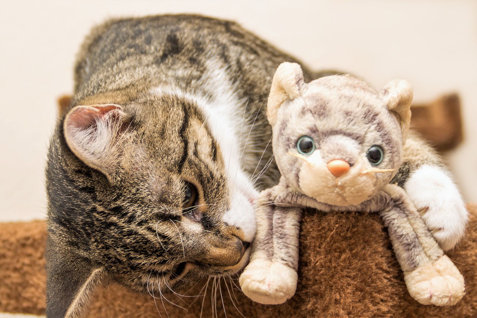 Canon EF-S 18-135mm F3.5-5.6 IS sample photo. Cat, toys, plush cat photography