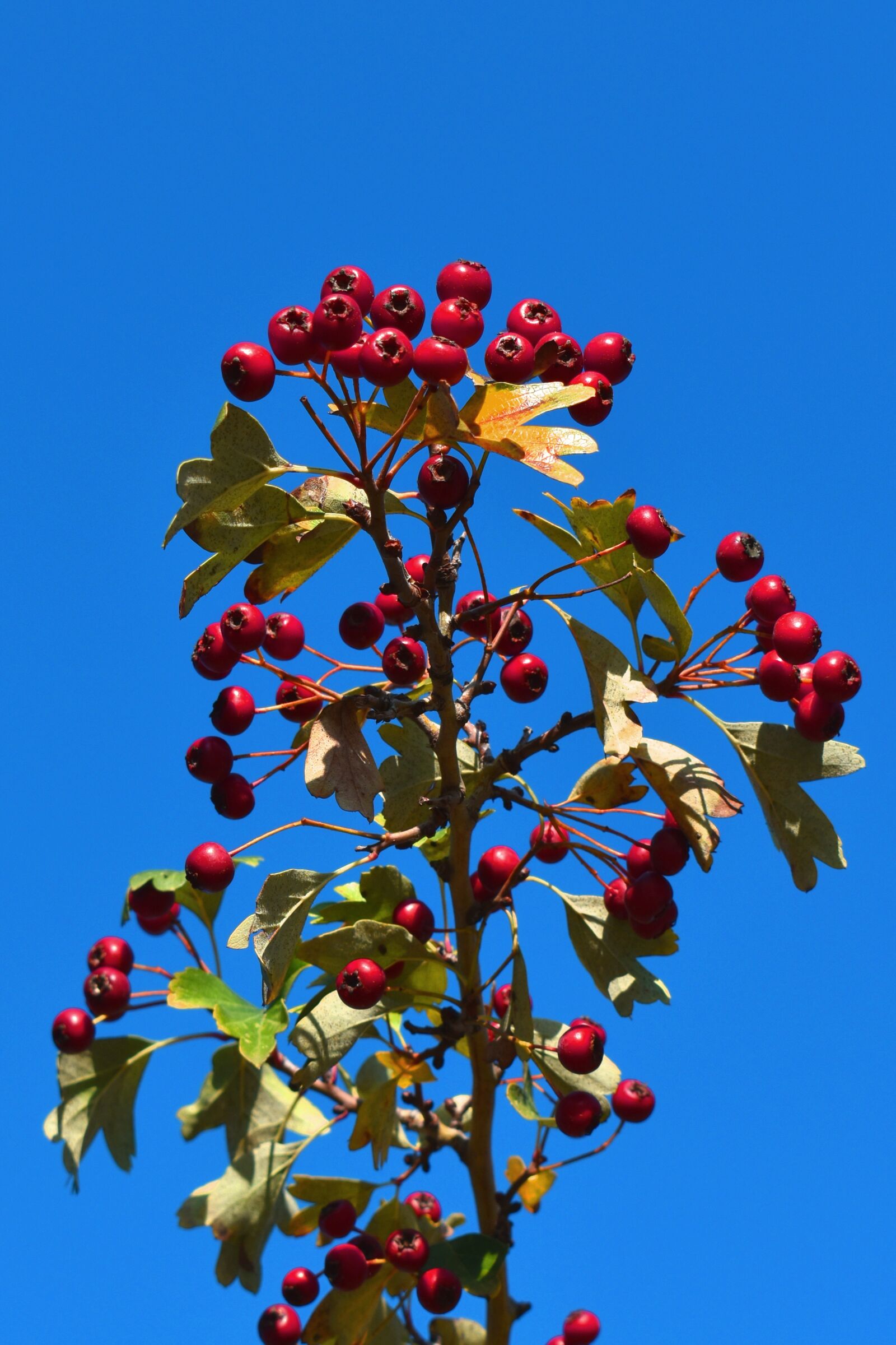 Nikon D3500 sample photo. Plant, branch, tree photography