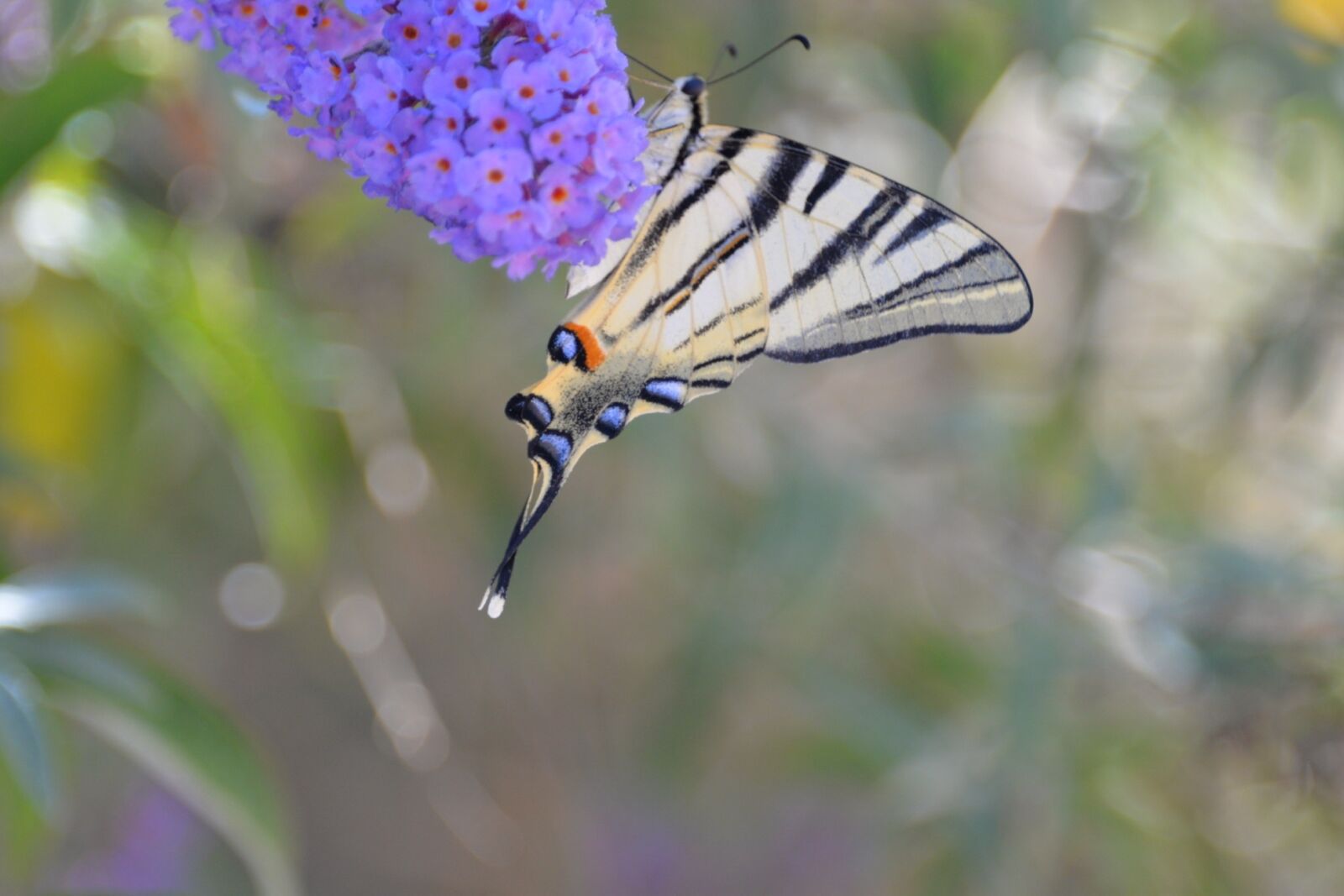 Nikon D610 sample photo. Butterfly, tigerprint, bug photography