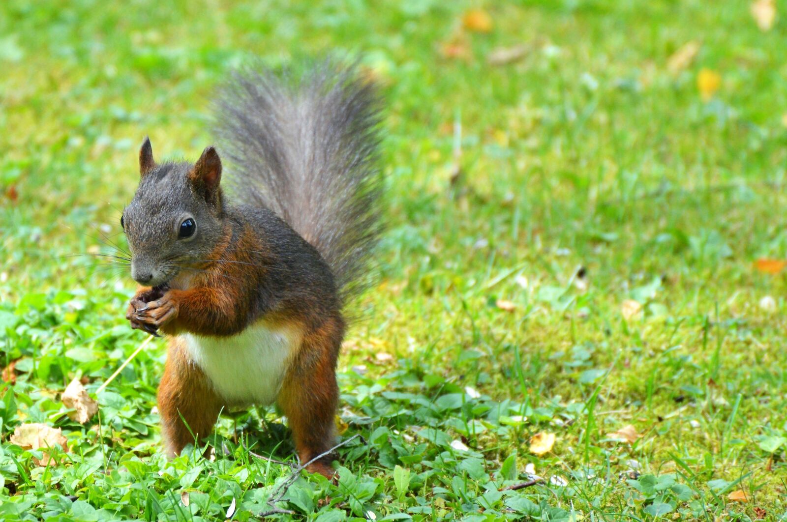 Nikon D3200 sample photo. Squirrel, nager, rodent photography