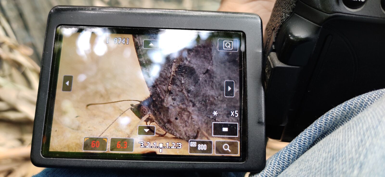 Xiaomi Redmi Note 7 Pro sample photo. Camera shots, butterfly, insect photography