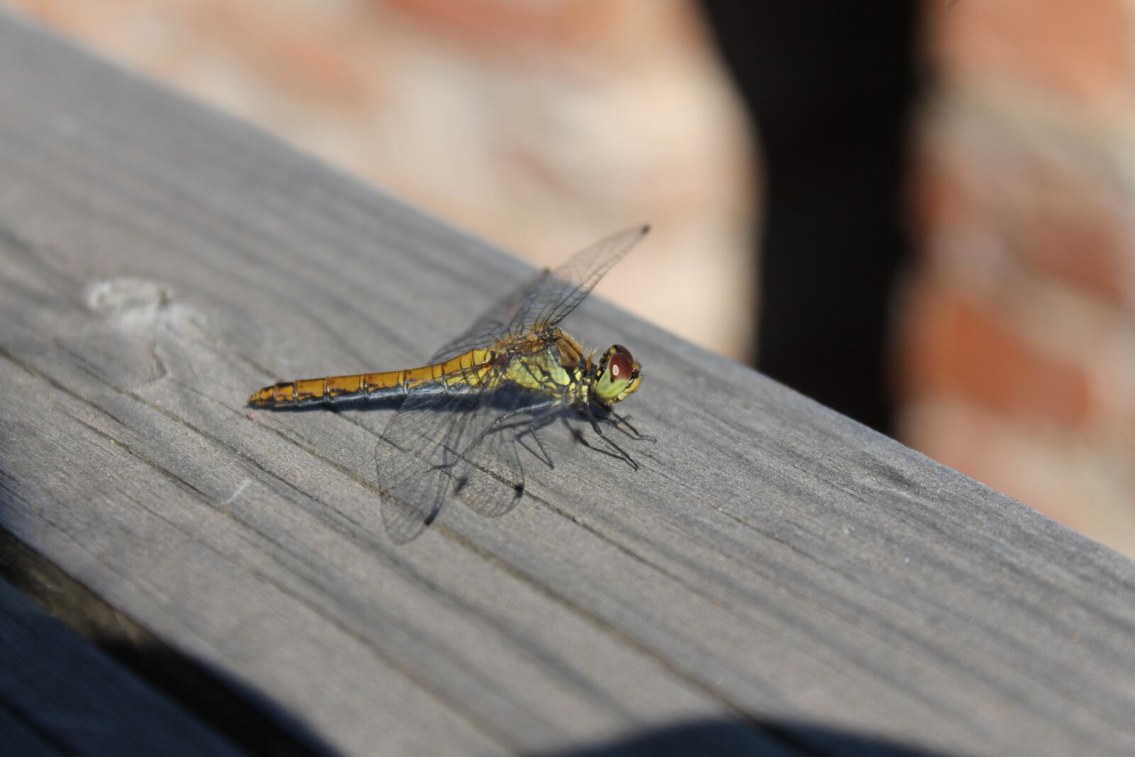 Canon EOS 1100D (EOS Rebel T3 / EOS Kiss X50) sample photo. Dragonfly, insect, nature photography