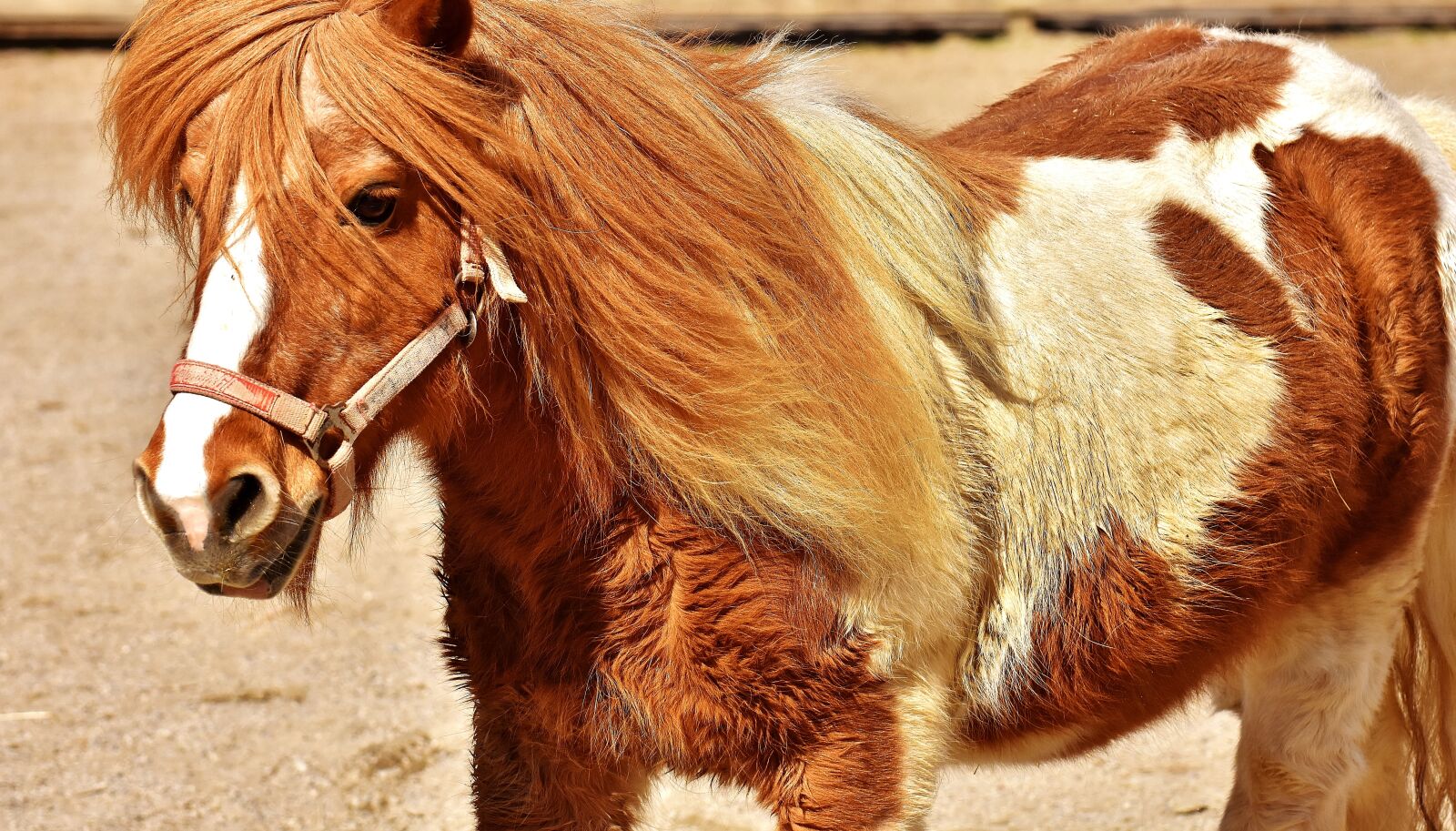 Nikon D7200 sample photo. Pony, horse, cute photography
