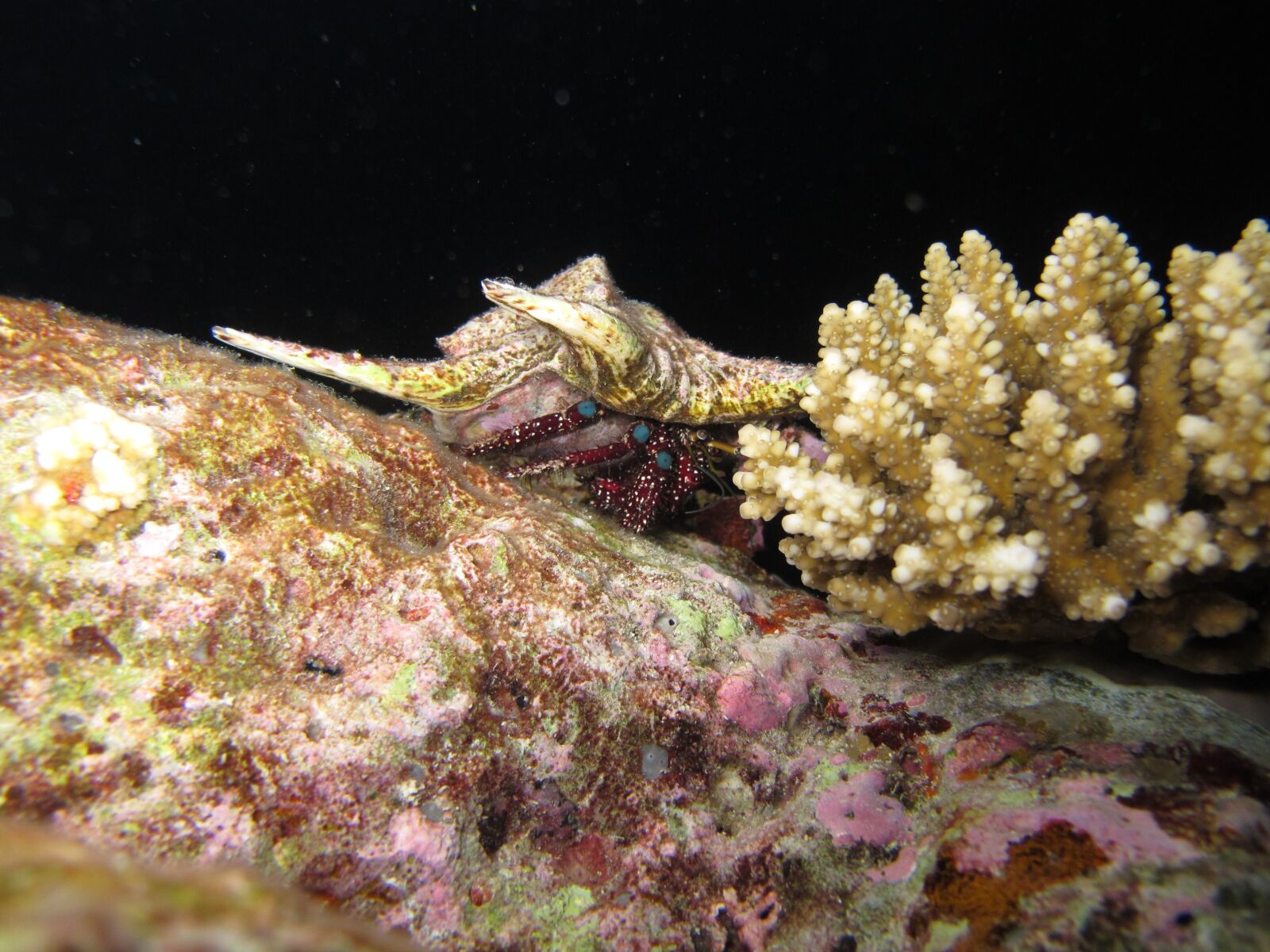 Canon PowerShot G11 sample photo. Under water, ocean, lobster photography