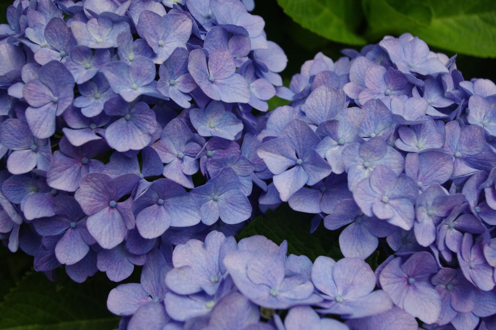 Pentax K-r sample photo. Hydrangea, flower, bloom photography