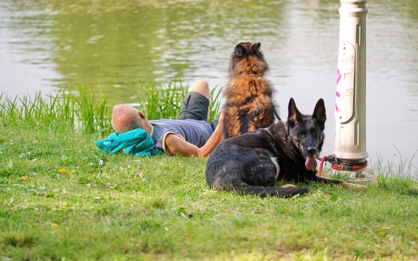 Nikon D5300 sample photo. Dogs, pets, animals photography