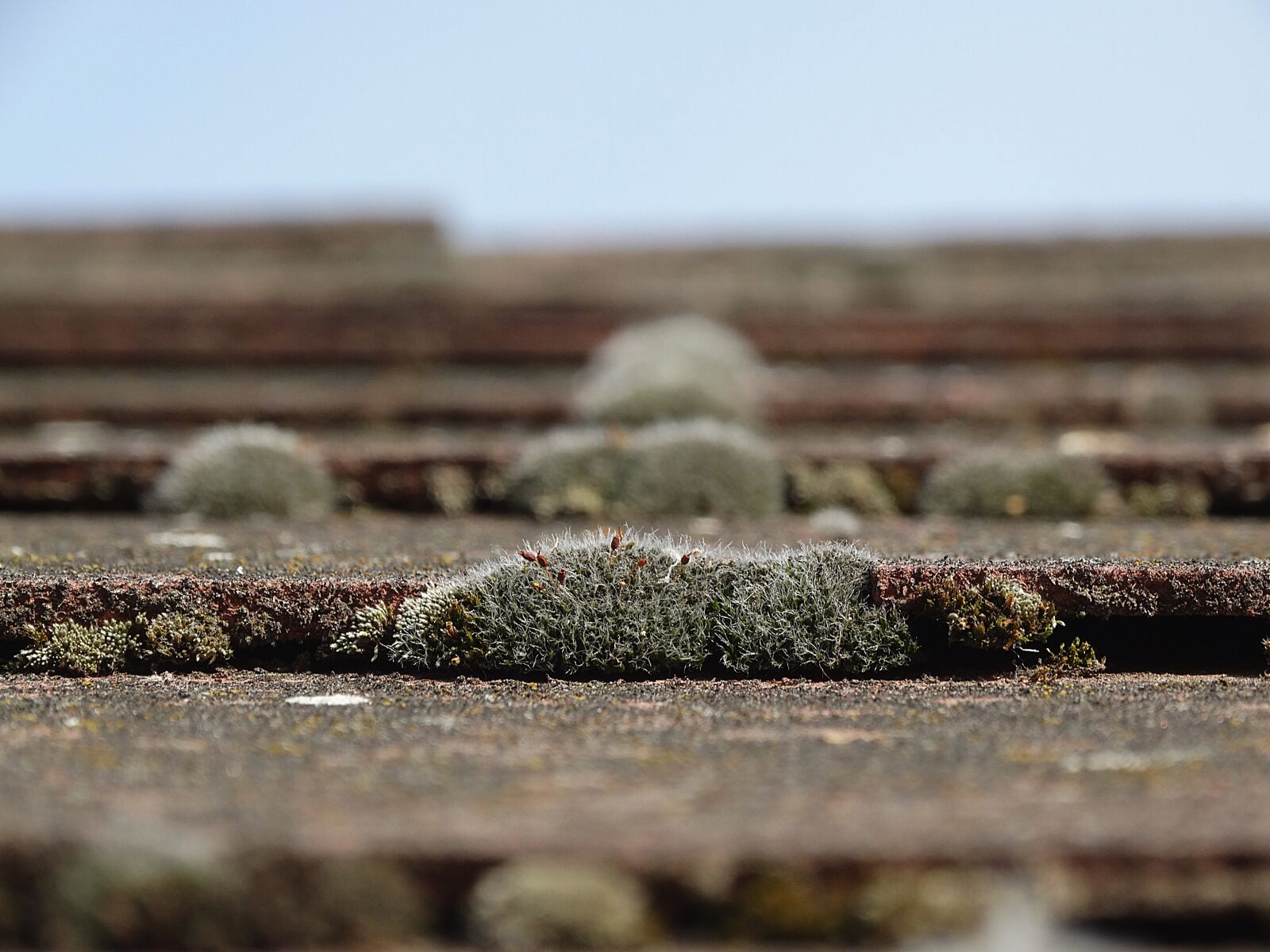 Sony Cyber-shot DSC-HX300 sample photo. Moss, the roof of photography