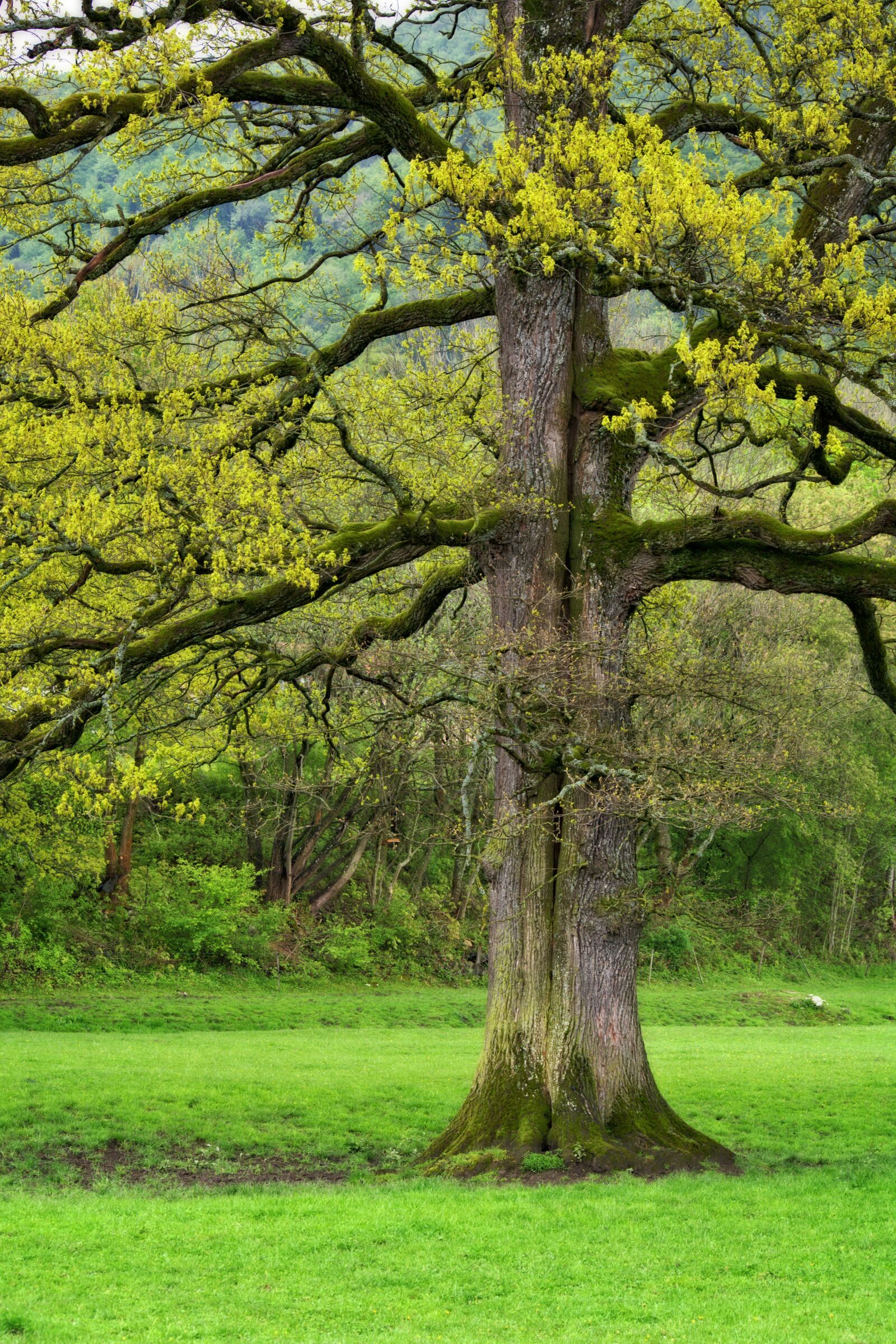 55.0-200.0mm f/4.0-f/5.6 sample photo. Tree, log, spring photography