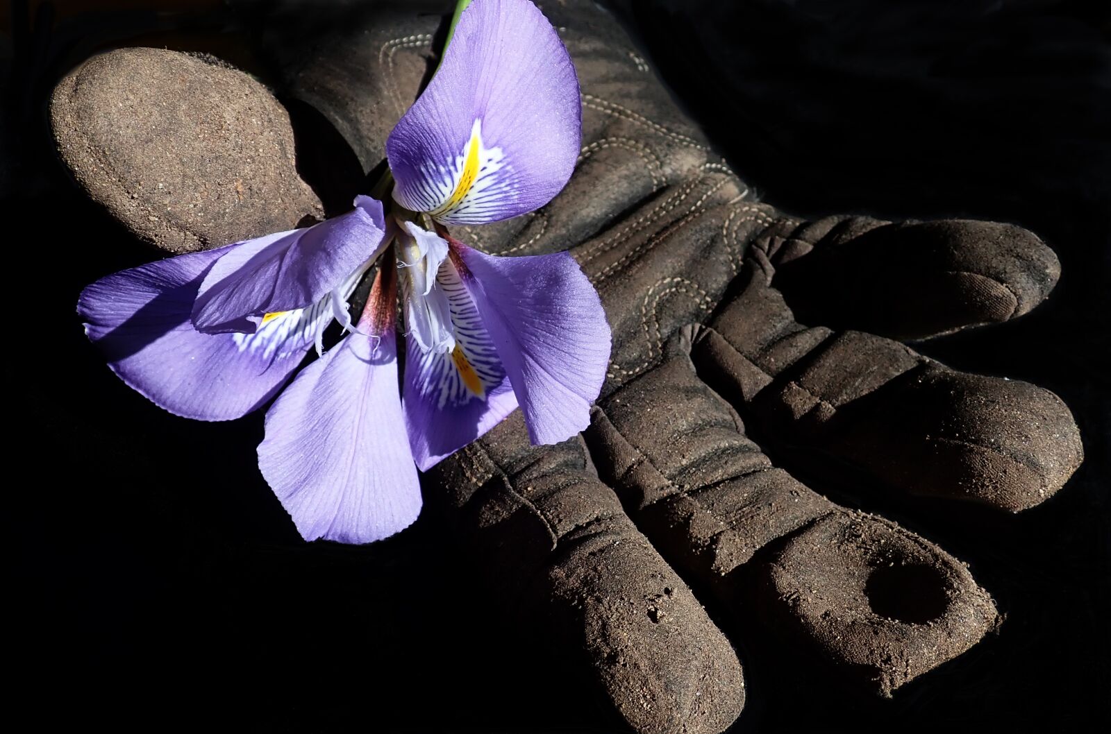 Olympus TG-5 sample photo. Flower, iris, garden photography