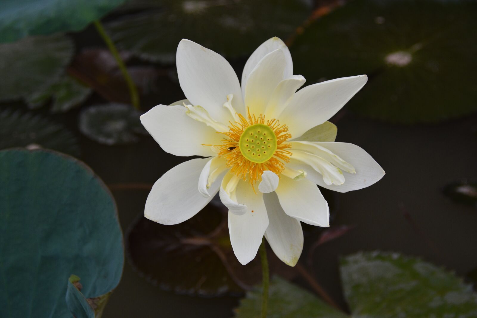 Nikon D7200 sample photo. Flower, lotus, petals photography