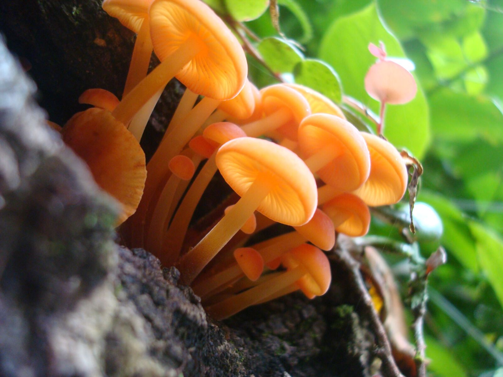 Sony DSC-W90 sample photo. Natural, fungi orange, orange photography