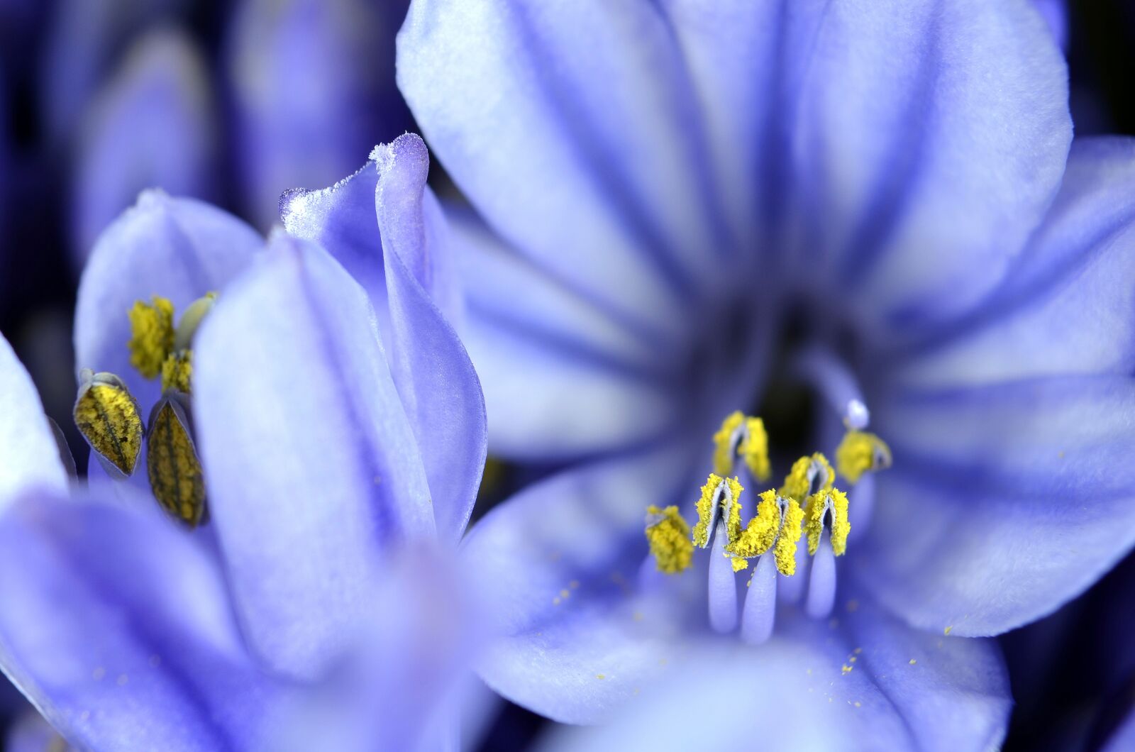 Nikon D5100 sample photo. Agapanthus, flower, bloom photography