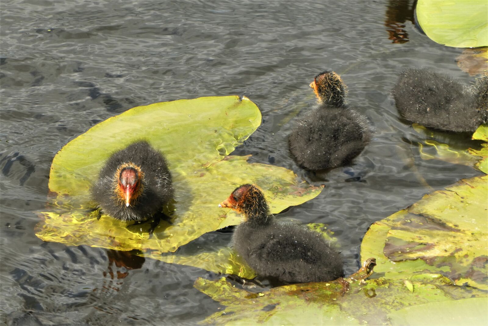 Panasonic Lumix DC-ZS70 (Lumix DC-TZ90) sample photo. Coot, nest, chicks photography