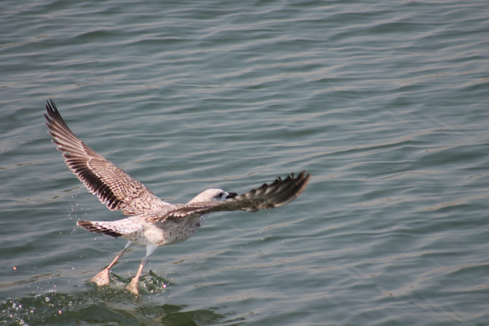 Canon EF 75-300mm f/4-5.6 sample photo. Seagull, bird, nature photography