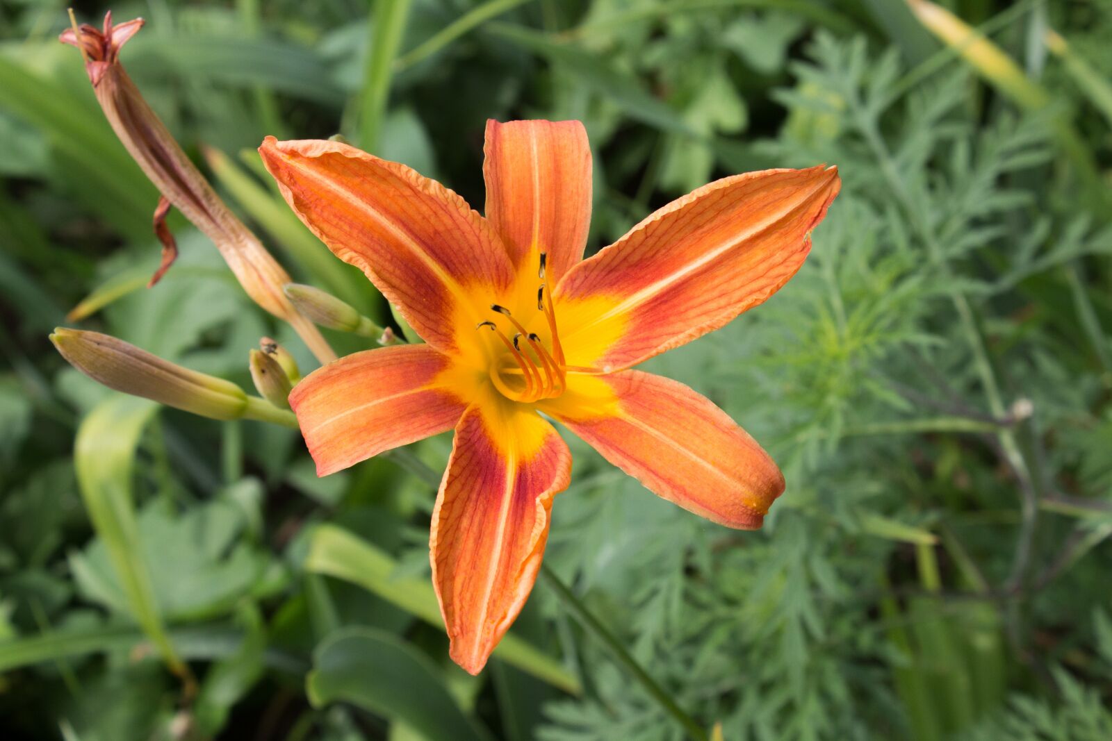 Canon EOS 1200D (EOS Rebel T5 / EOS Kiss X70 / EOS Hi) sample photo. Day, lily, orange photography