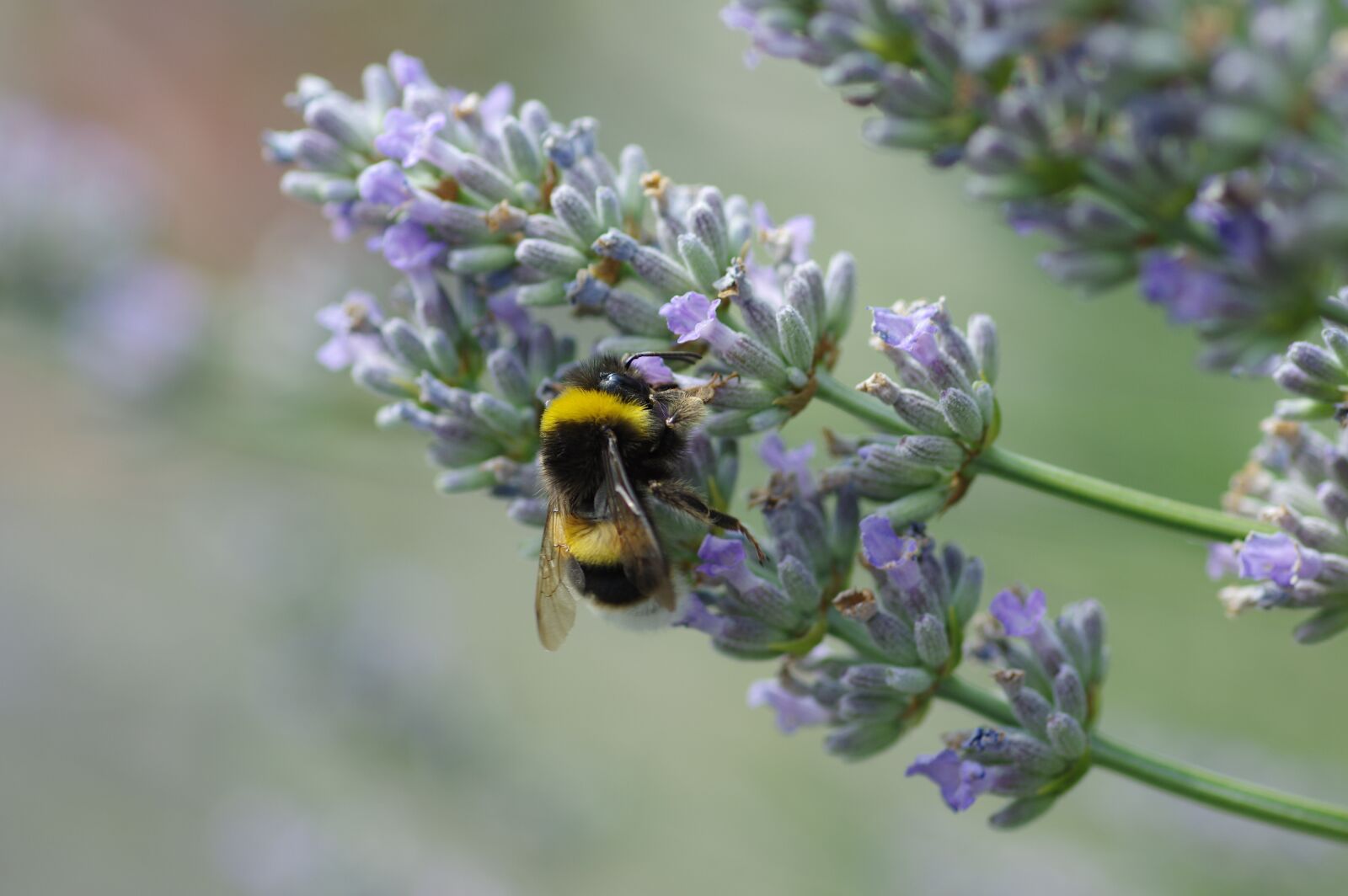 Pentax K-3 sample photo. Hummel, blossom, bloom photography