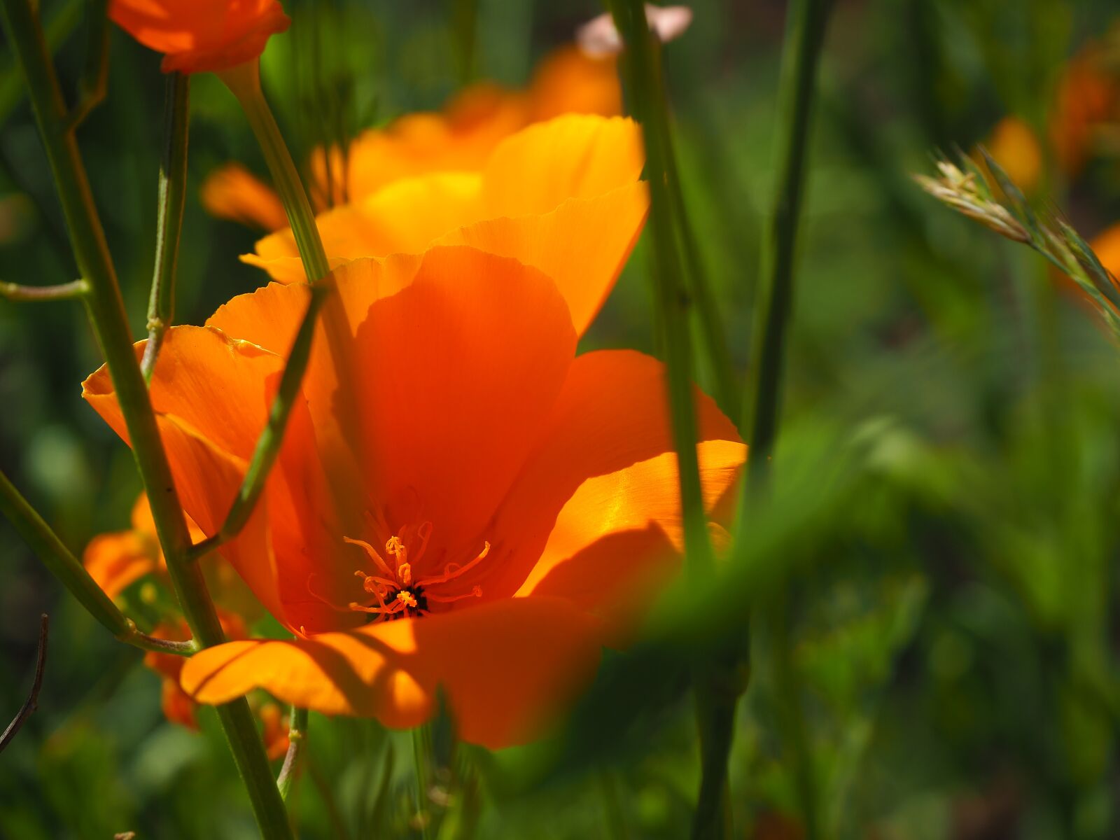 Olympus OM-D E-M10 III sample photo. Garden, flowers, summer photography