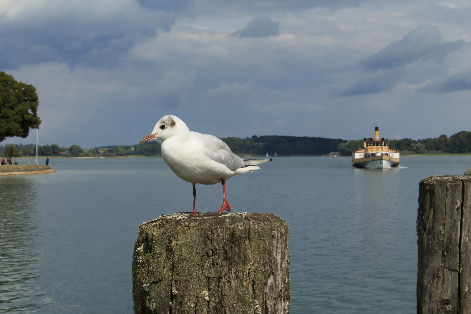 Canon EOS 1300D (EOS Rebel T6 / EOS Kiss X80) sample photo. Seagull, pier, pile photography