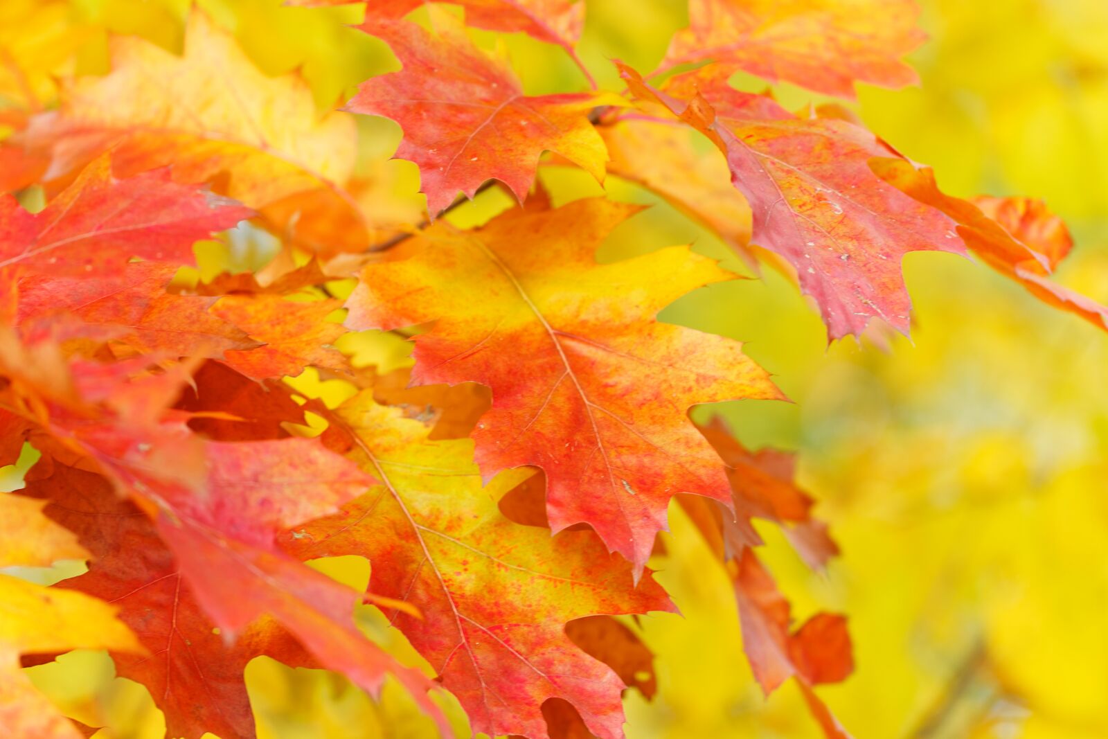 Canon EOS 550D (EOS Rebel T2i / EOS Kiss X4) sample photo. Fall foliage, autumn, leaves photography