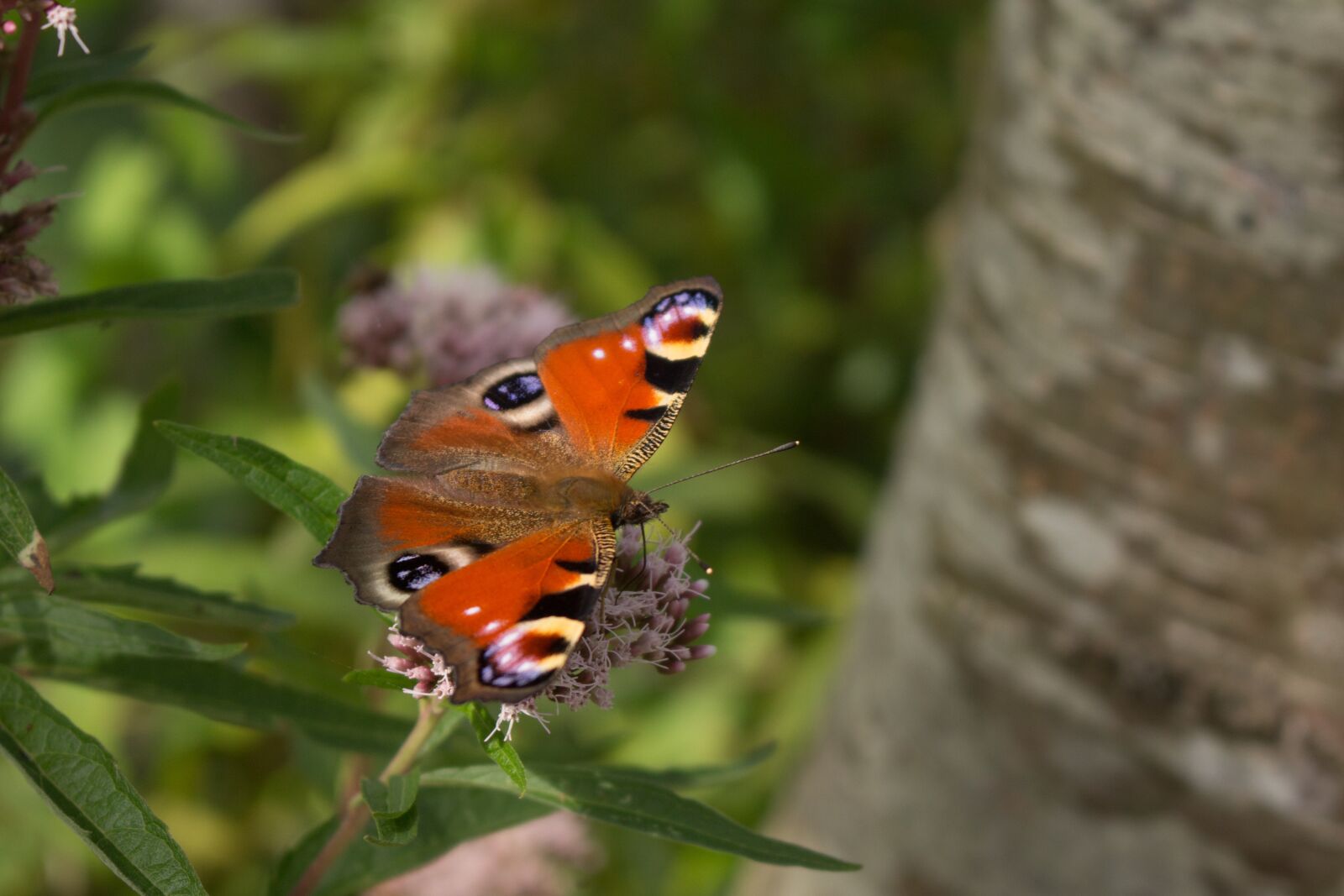 Canon EOS 100D (EOS Rebel SL1 / EOS Kiss X7) sample photo. Butterfly, peacock, nature photography