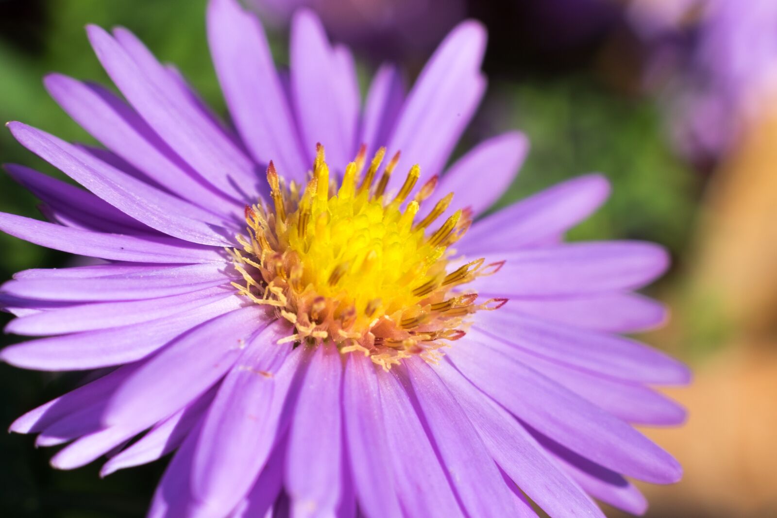 Fujifilm X-T10 sample photo. Flower, aster, trivia photography