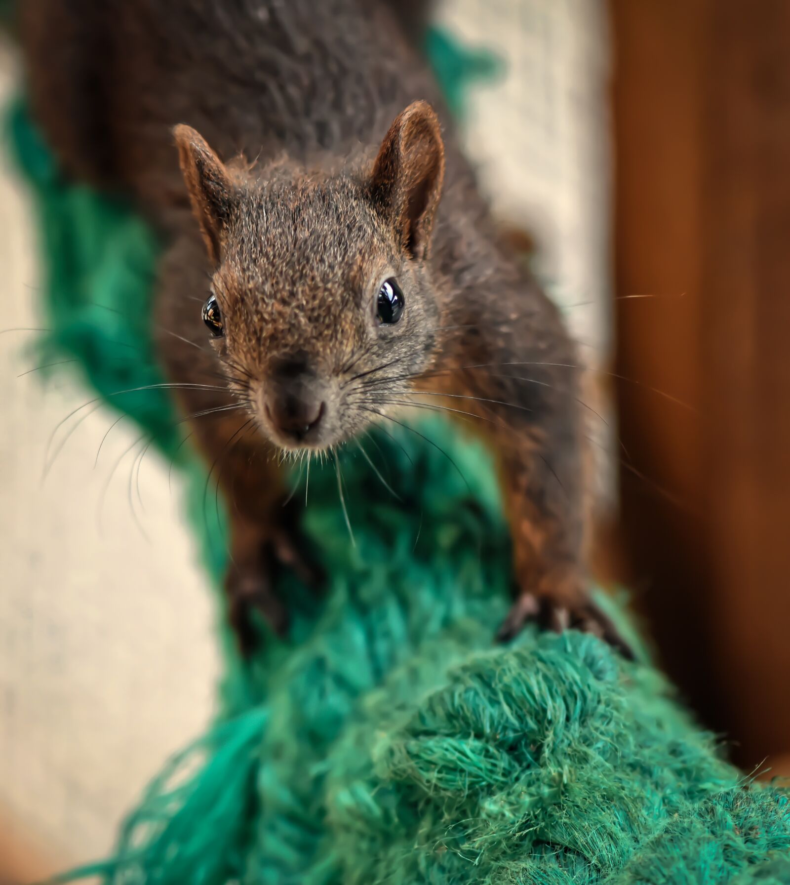 Nikon D7200 sample photo. Squirrel, young animal, small photography