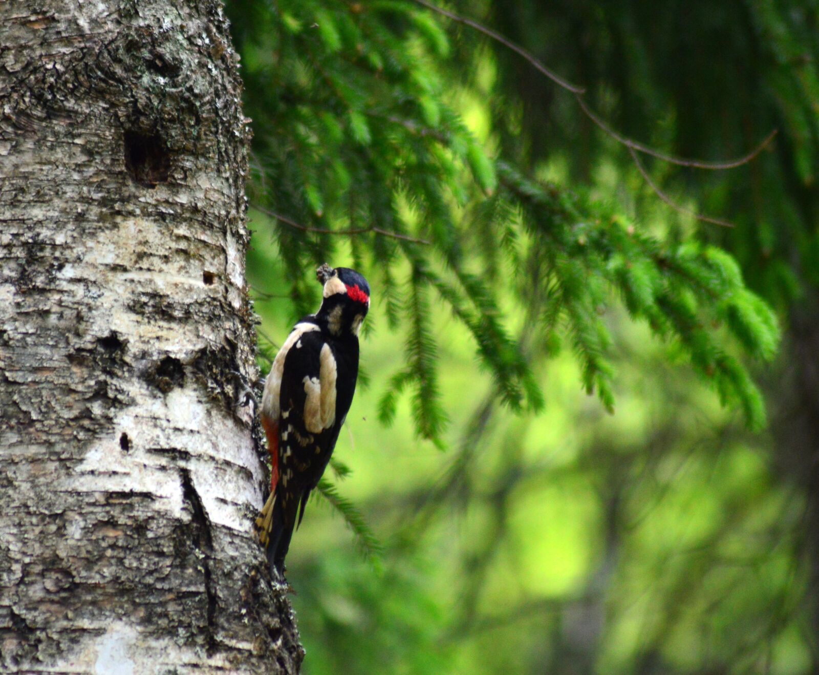 Nikon D3200 sample photo. Woodpecker, forest, nature photography