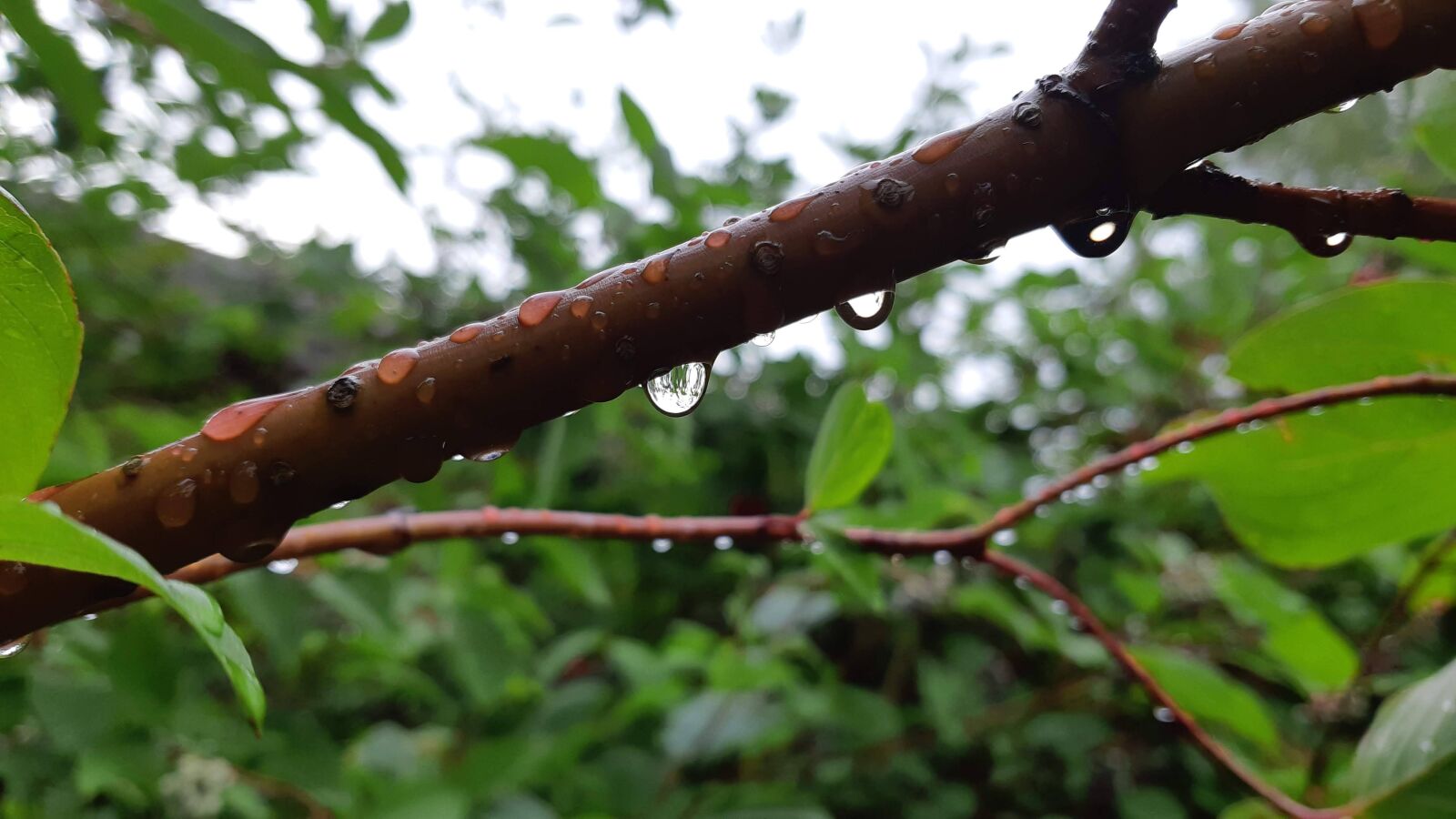 Samsung Galaxy A8(2018) sample photo. Water drops, rain, nature photography