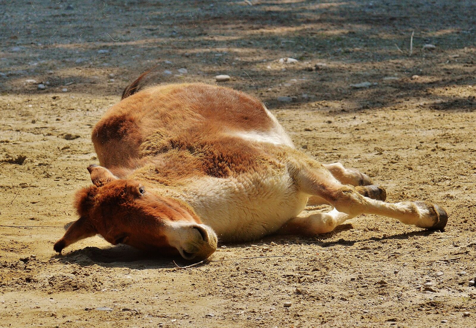Nikon D3200 sample photo. Donkey, animal, play photography