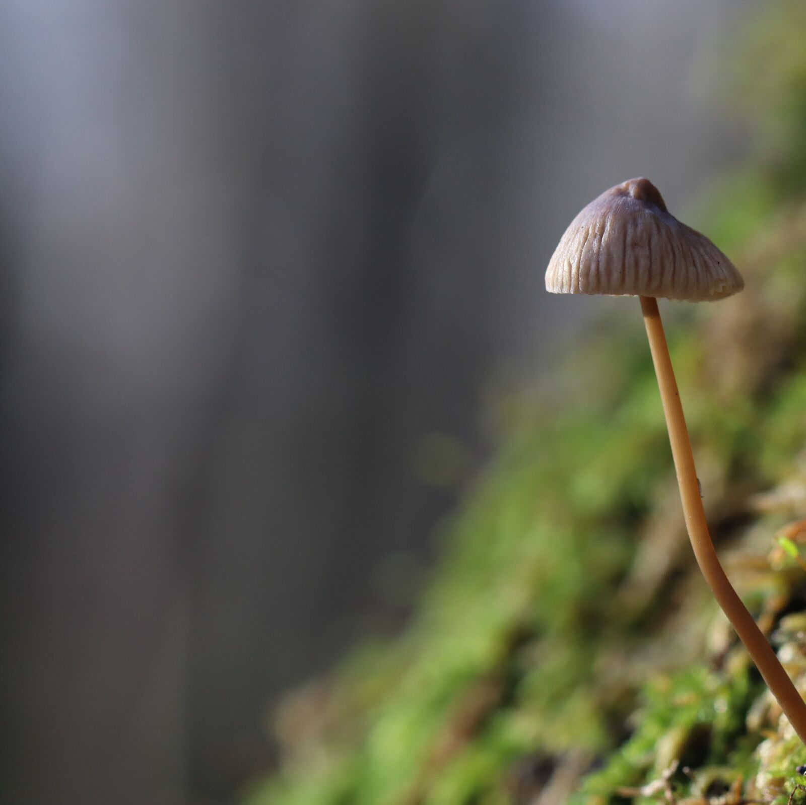 Canon EOS 250D (EOS Rebel SL3 / EOS Kiss X10 / EOS 200D II) sample photo. Moss, mushroom, square picture photography
