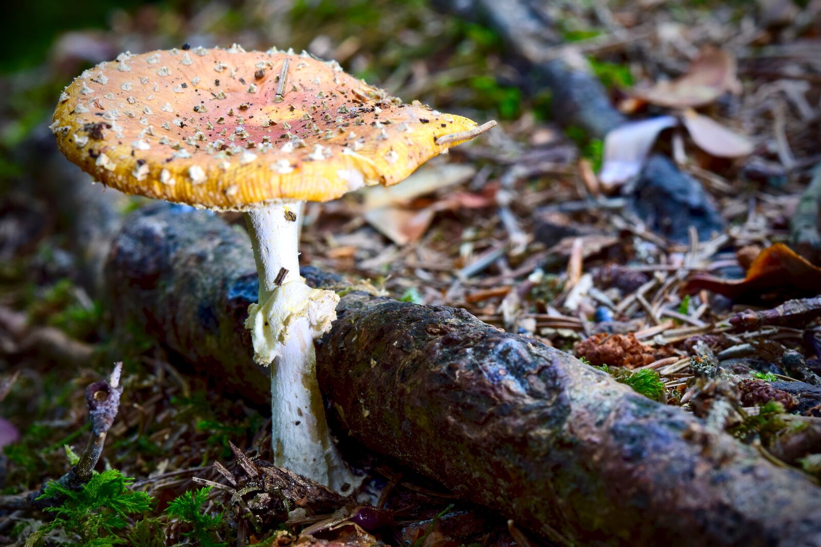 Nikon D5300 sample photo. Fly agaric, mushroom, nature photography