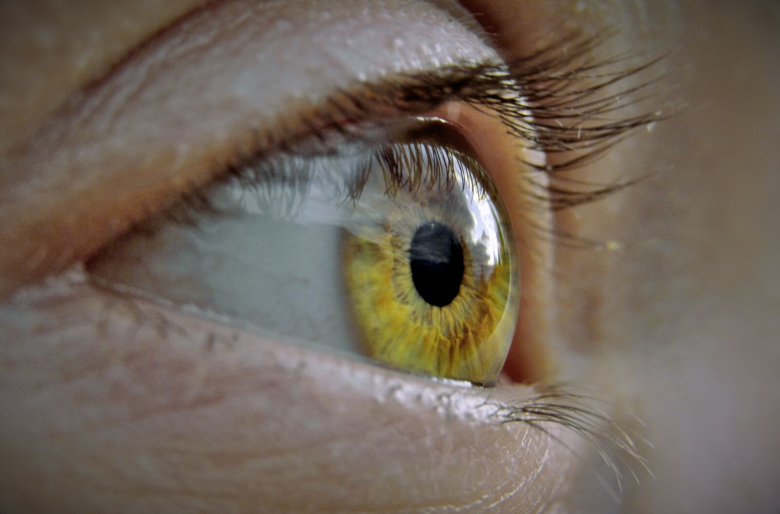 Canon PowerShot SX530 HS sample photo. Eye, eyelashes, macro photography