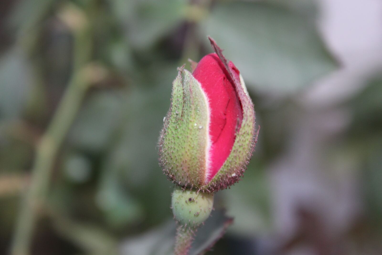 Canon EOS 700D (EOS Rebel T5i / EOS Kiss X7i) sample photo. Bud, blossom, rose photography