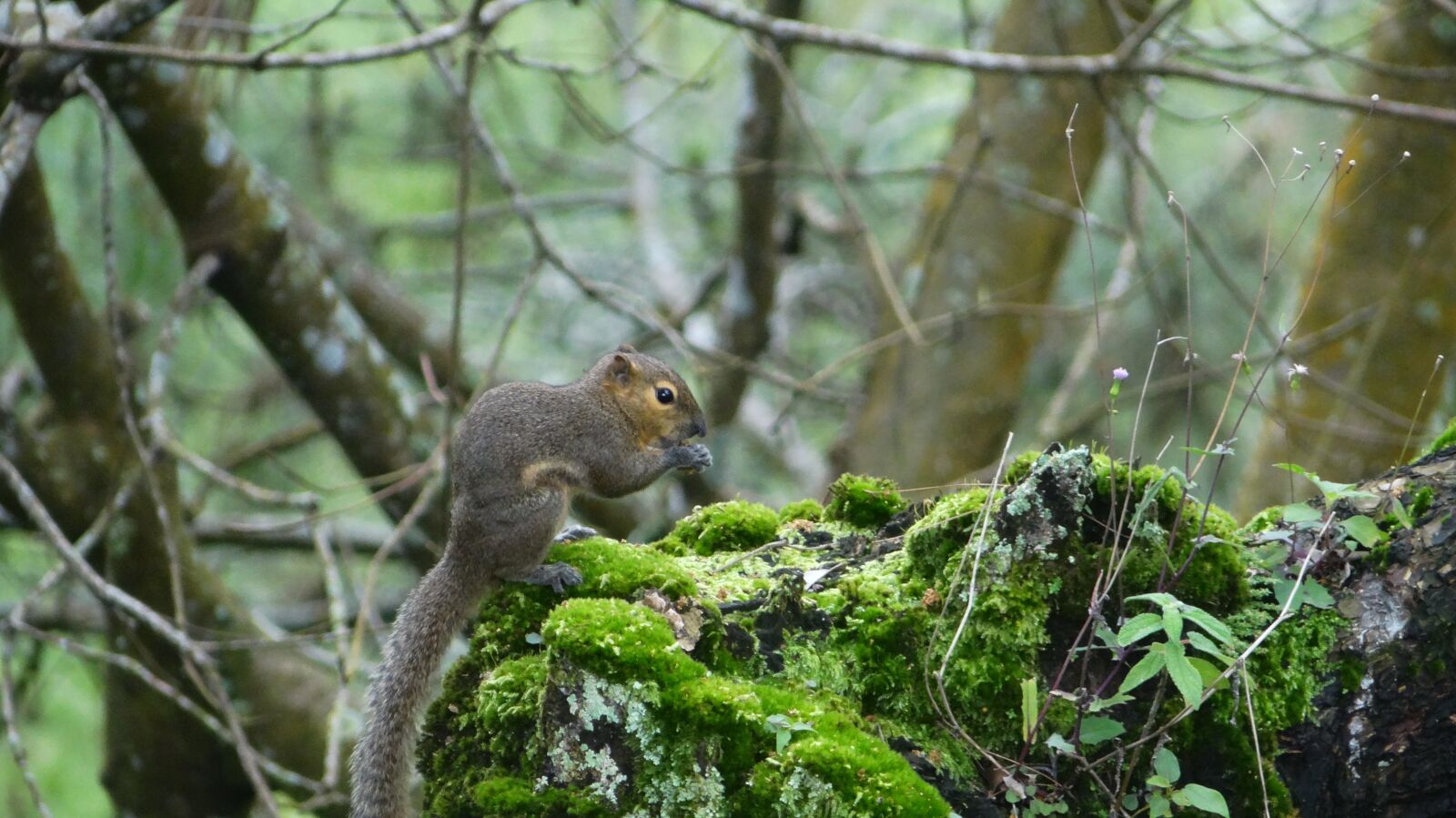 Sony DSC-HX200V sample photo. Squirrel, indonesian photography