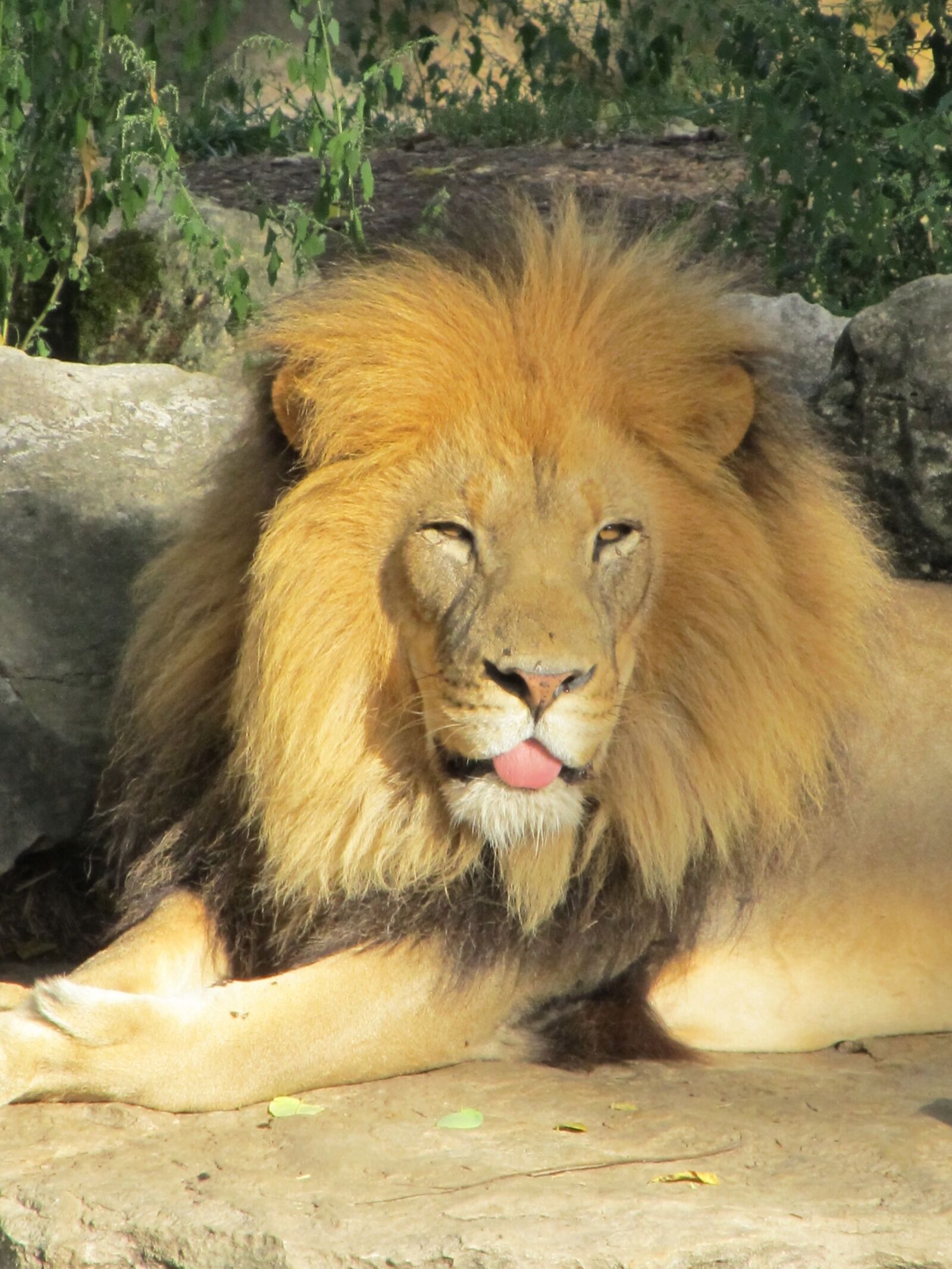 Canon PowerShot SX130 IS sample photo. Lion, feline, male photography