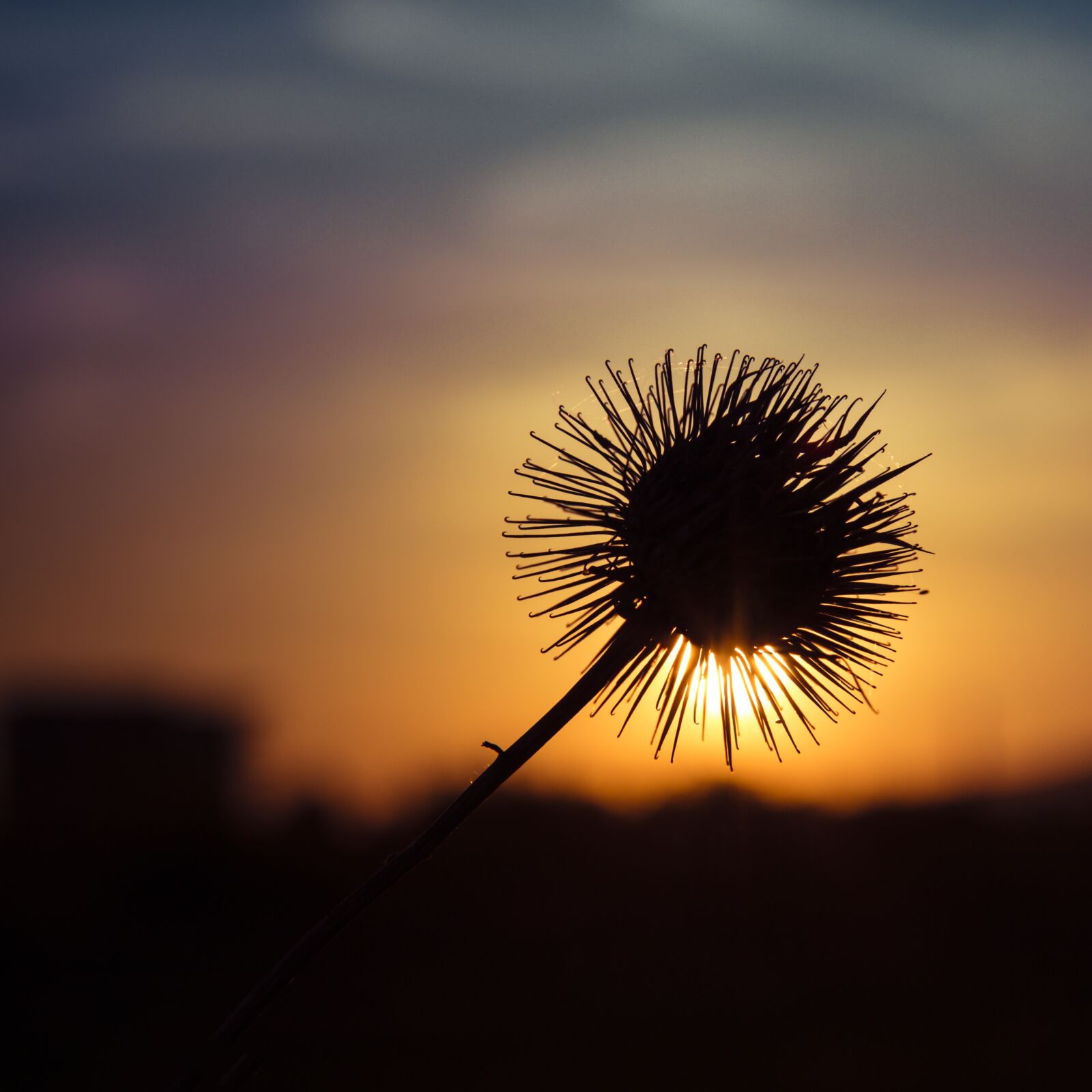 Canon EOS 70D sample photo. Thistle, sun, contrast photography
