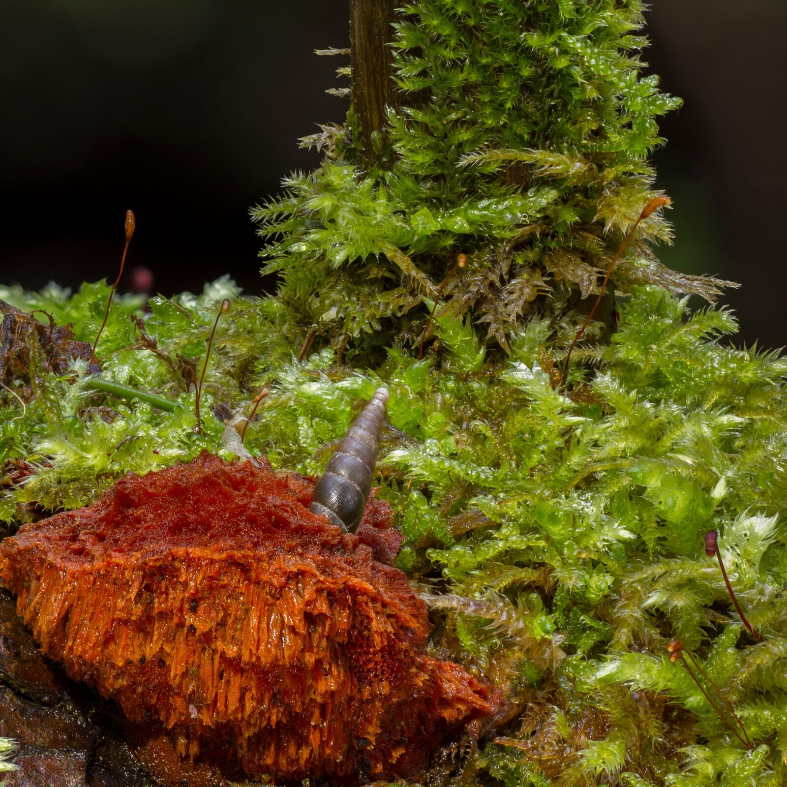 Canon EOS 7D sample photo. Mushroom, moss, snail photography