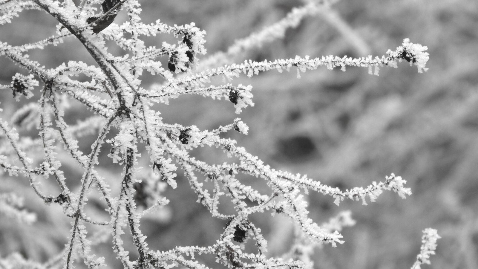 Nikon Coolpix P610 sample photo. Frost, winter, plant with photography
