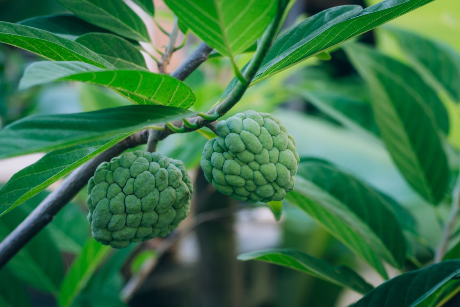 Canon EOS 700D (EOS Rebel T5i / EOS Kiss X7i) + Canon EF 50mm F1.8 STM sample photo. Fruit, annona, delicious photography