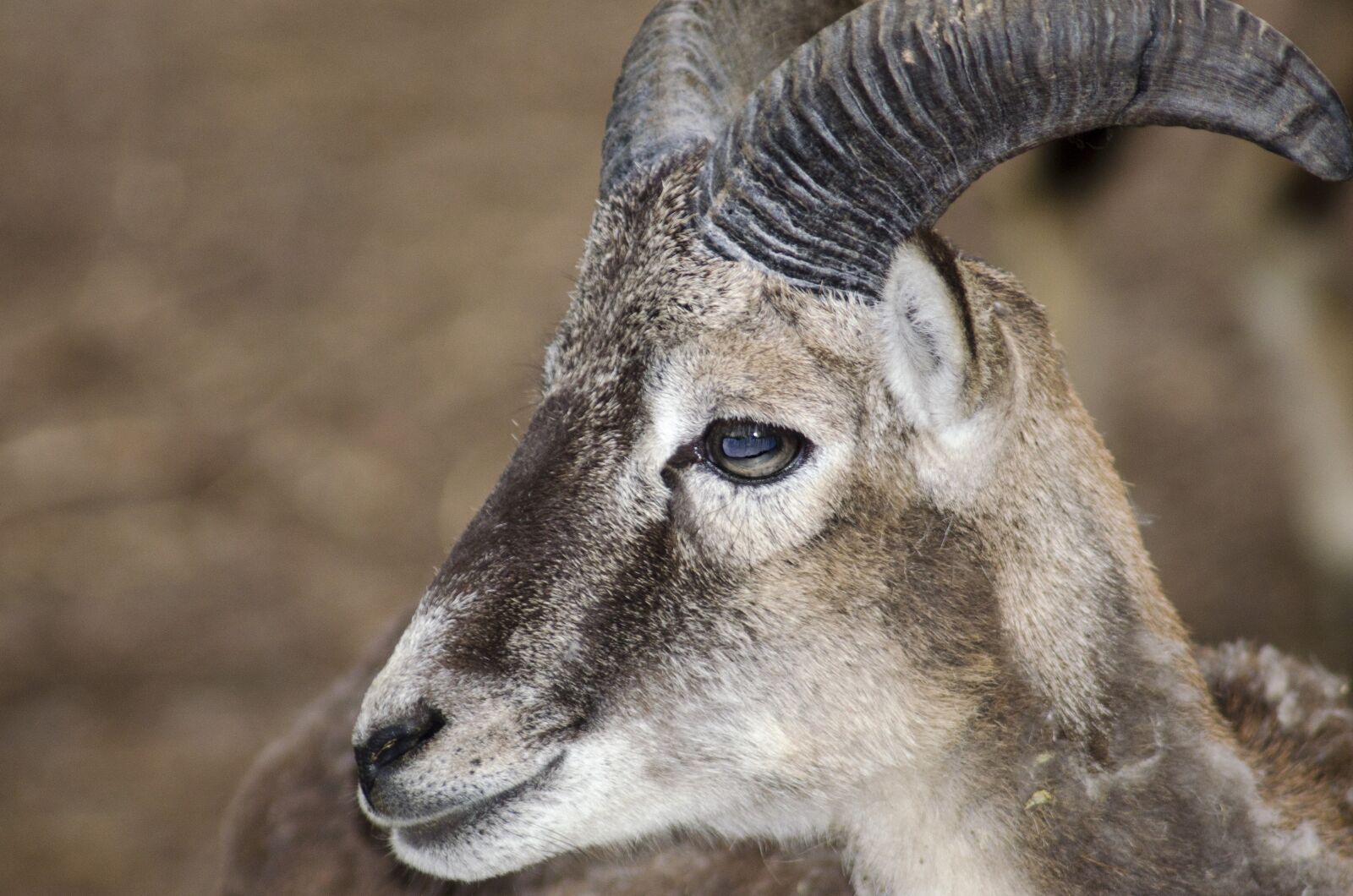 Nikon D5100 sample photo. Goat, animal, nice photography