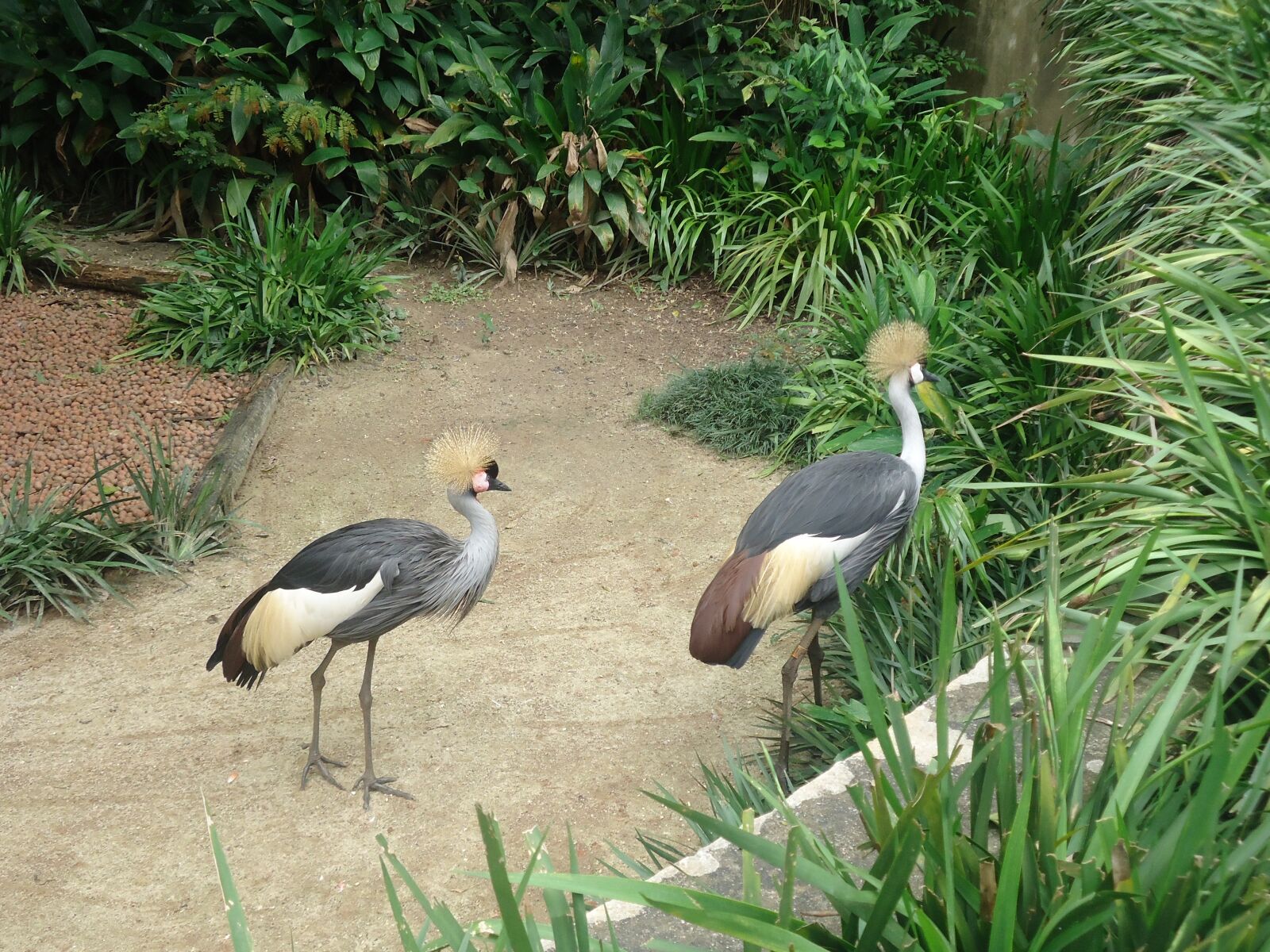 Sony Cyber-shot DSC-W610 sample photo. Birds, animals, nature photography