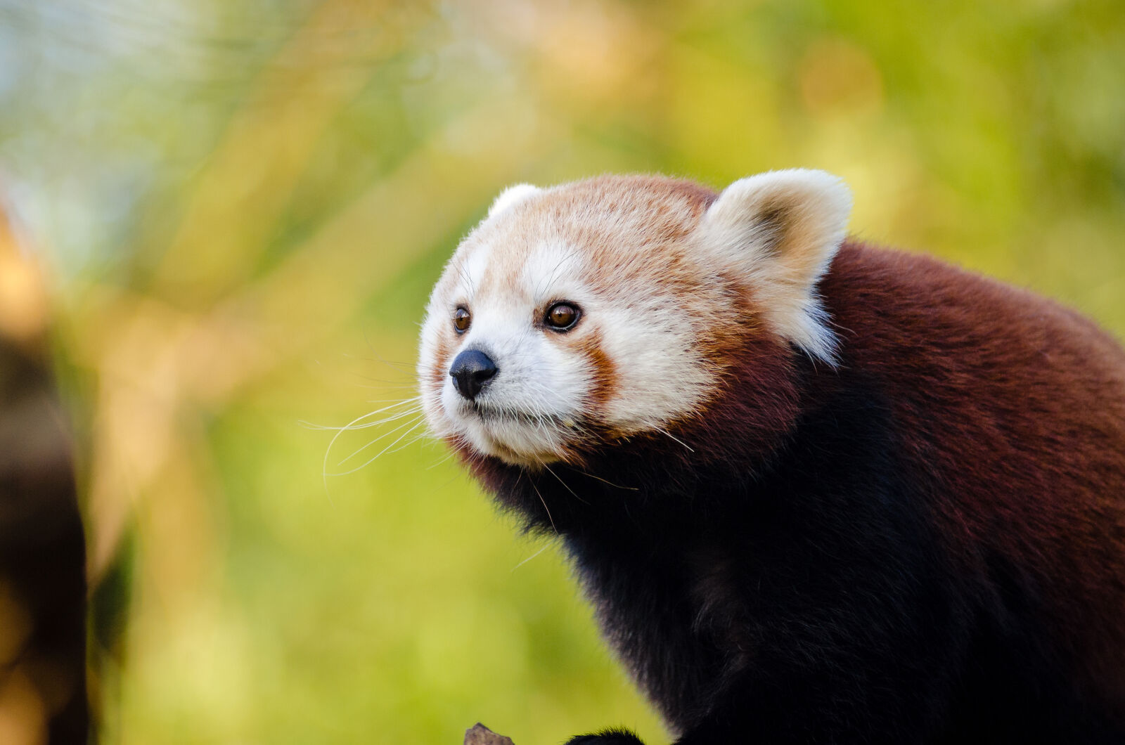 AF Zoom-Nikkor 80-200mm f/2.8 ED sample photo