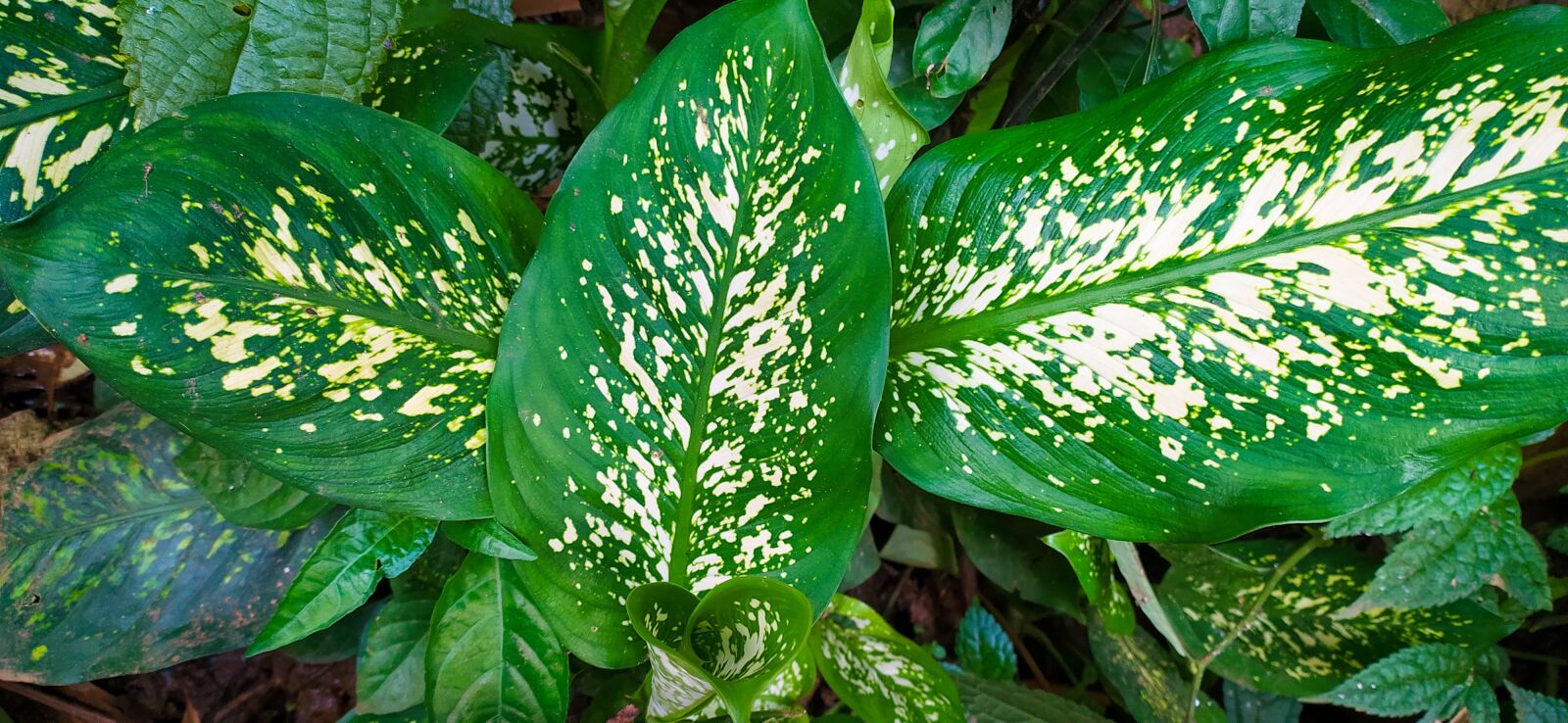 Xiaomi Redmi Note 8 sample photo. Leaf, green, style photography