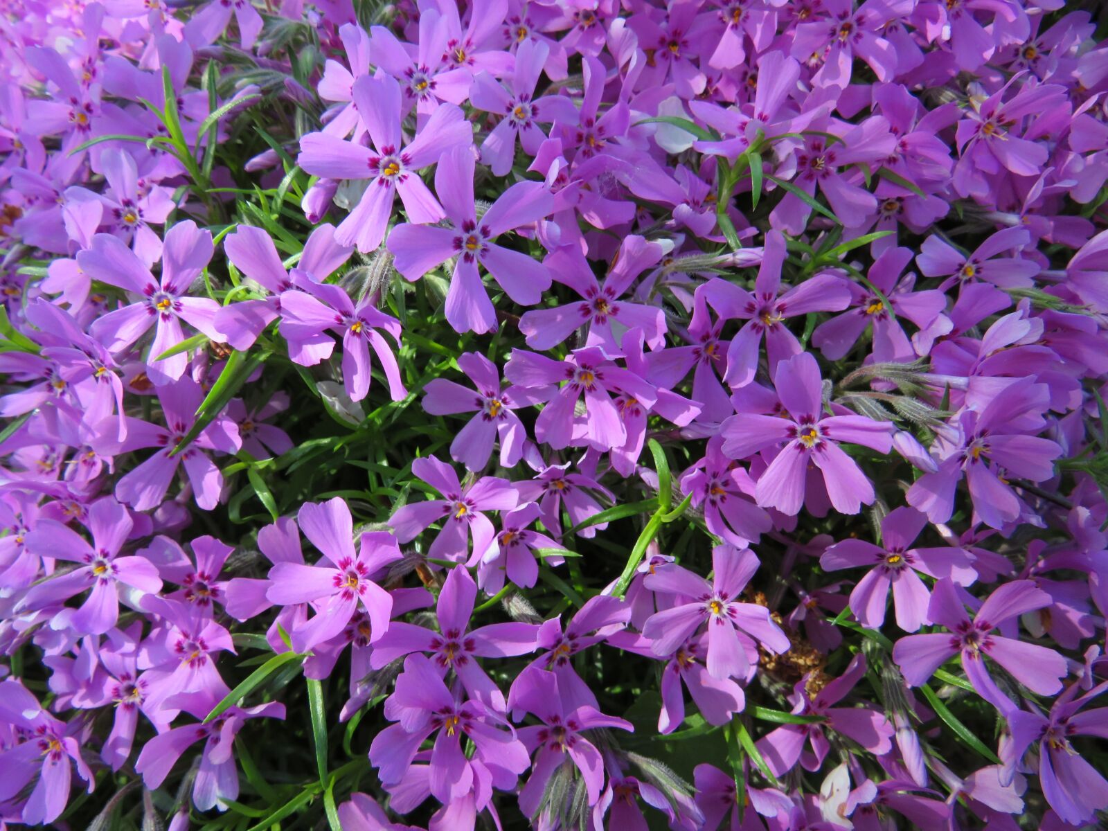 Canon PowerShot SX540 HS sample photo. Flowers, violet, plants photography