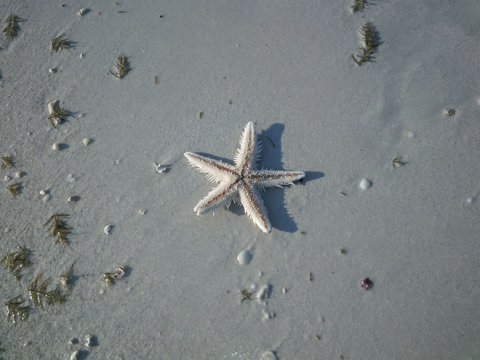 BlackBerry Z10 sample photo. Starfish, beach, nature photography