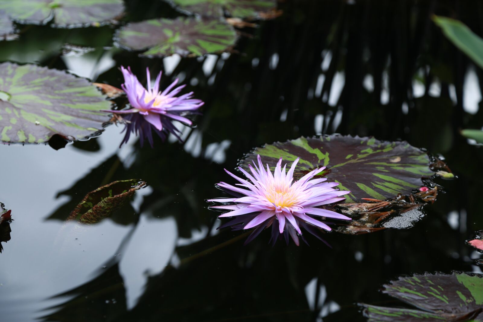 Canon EOS 6D + Canon EF 24-105mm F4L IS USM sample photo. Lotus, kite, water lilies photography