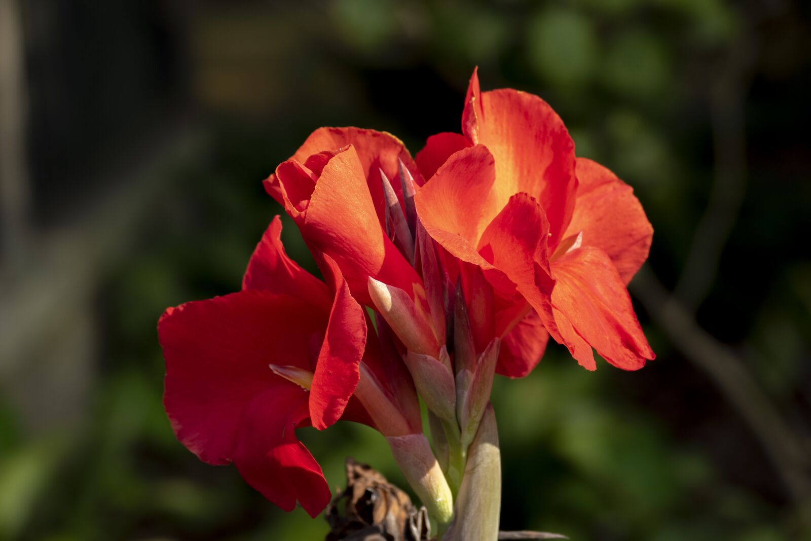 Panasonic Lumix DMC-FZ1000 sample photo. Flowers, red flowers, bloom photography
