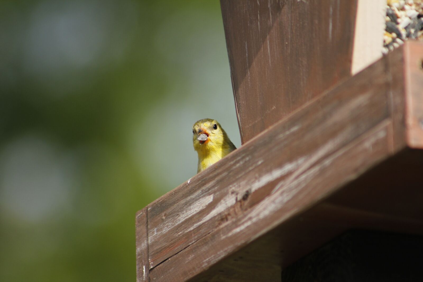Canon EOS 550D (EOS Rebel T2i / EOS Kiss X4) sample photo. Outdoors, bird, wildlife photography
