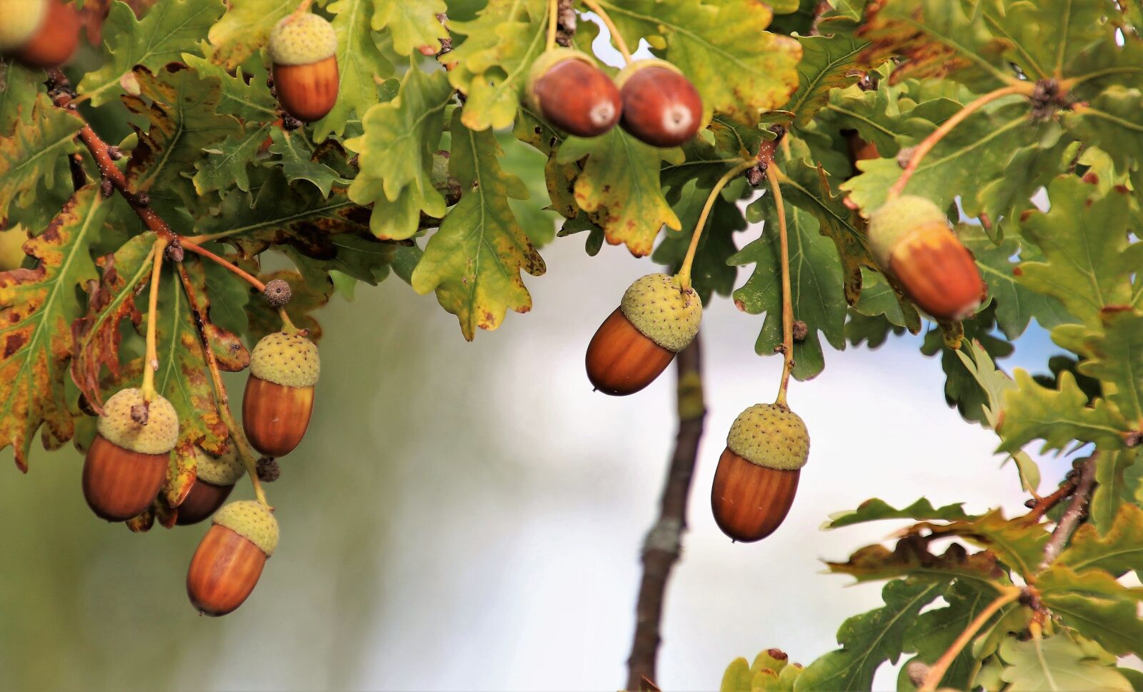 Canon EOS 80D sample photo. Park, acorns, oak photography